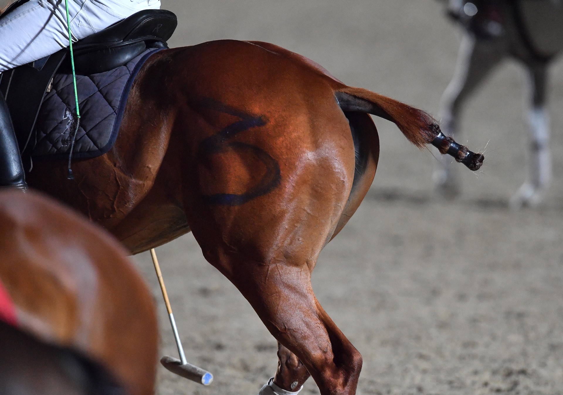 Italia Polo Challenge, Roma — Piazza di Siena, cavallo da polo