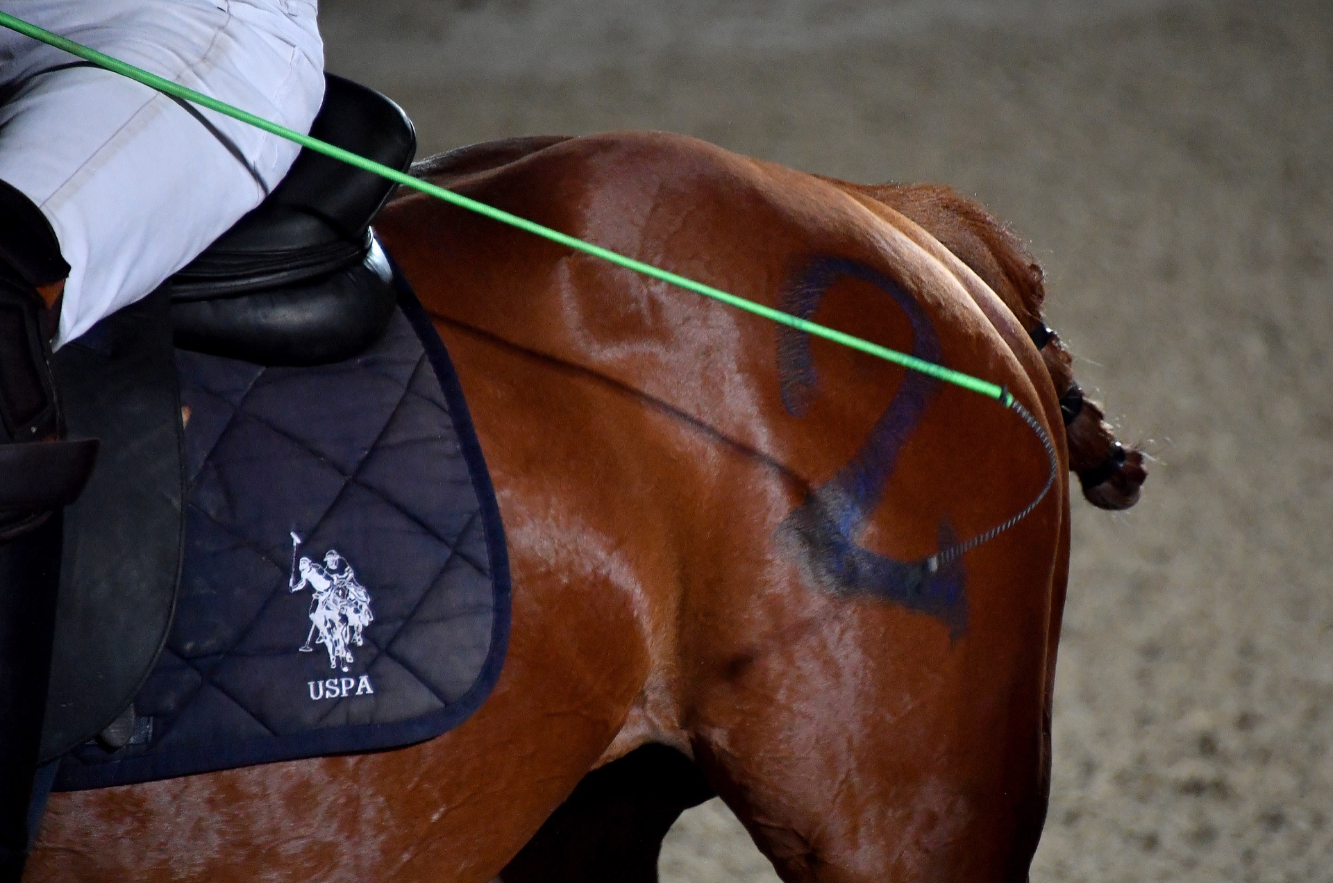 Italia Polo Challenge, Roma — Piazza di Siena, cavallo da polo